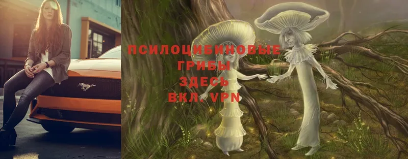 Галлюциногенные грибы Magic Shrooms  Красавино 